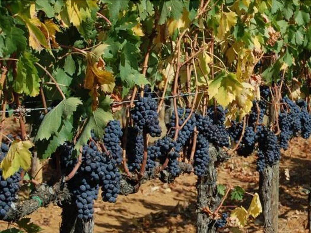 Agriturismo Borgo Dell'Aschetto Marina di Cerveteri Cameră foto